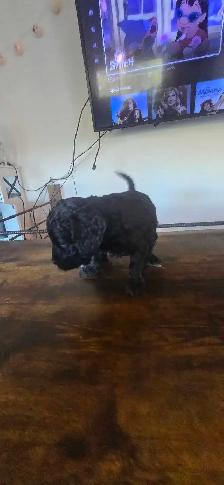 Labradoodle - Photo 6