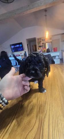 Labradoodle - Photo 7