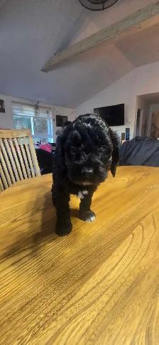 Labradoodle - Photo 8