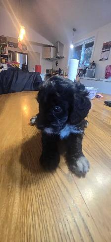 Labradoodle - Photo 9