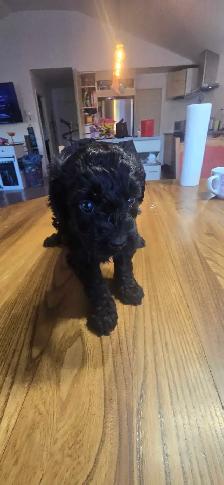 Labradoodle - Photo 10