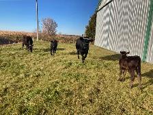 cow and calf