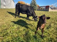 cow and calf - Photo 2