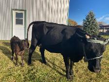 cow and calf - Photo 3