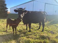 cow and calf - Photo 4