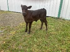 cow and calf - Photo 5