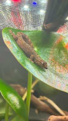 Mourning Geckos Available