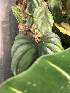 Mourning Geckos Available - Photo 2