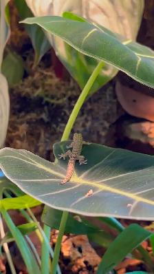 Mourning Geckos Available - Photo 3