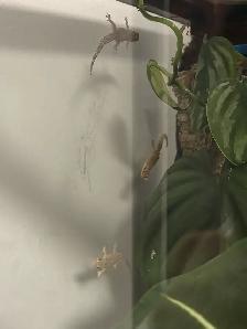 Mourning Geckos Available - Photo 4