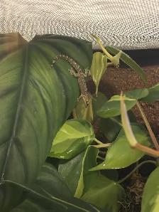 Mourning Geckos Available - Photo 5