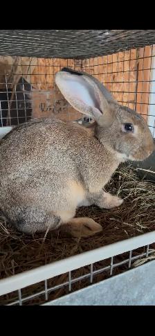 Breeding Package Available - 3x does   1 buck - Photo 4
