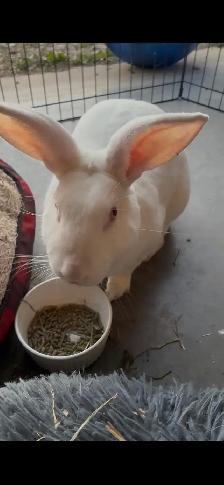 Breeding Package Available - 3x does   1 buck - Photo 5