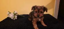 Chiots Chihuahua croisés avec Yorkshire - Photo 4