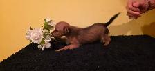 Chiots Chihuahua croisés avec Yorkshire - Photo 8