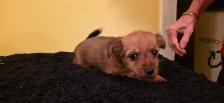 Chiots Chihuahua croisés avec Yorkshire - Photo 10