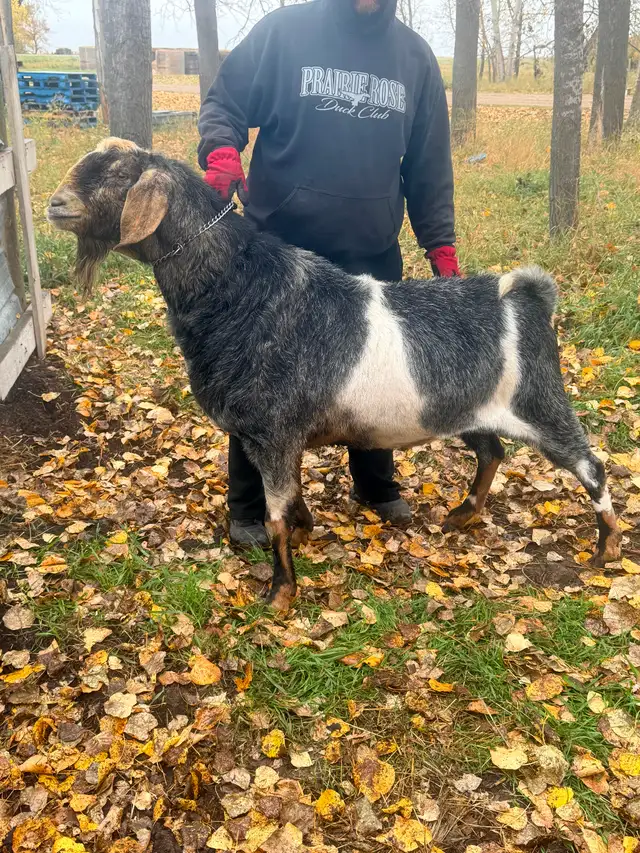 Purebred Nubian billy