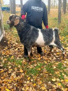 Purebred Nubian billy - Photo 2