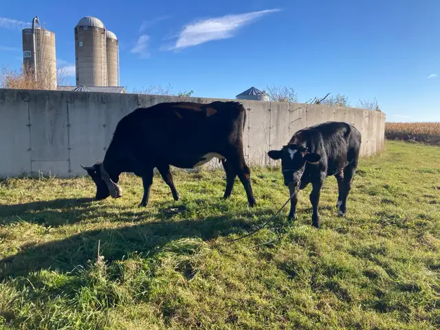 cow and calf