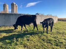 cow and calf