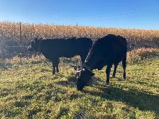 cow and calf - Photo 2
