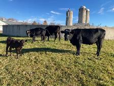 cow and calf - Photo 3