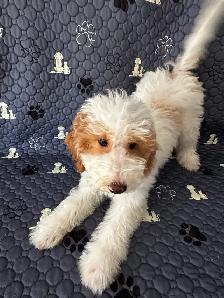 2 Female Mini Poodle Mix - Photo 3