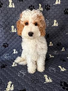 2 Female Mini Poodle Mix - Photo 6