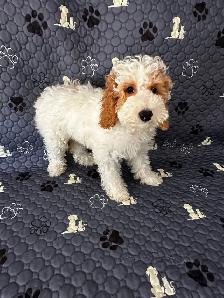 2 Female Mini Poodle Mix - Photo 7