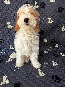 2 Female Mini Poodle Mix - Photo 8