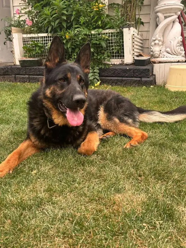 Purebred German Shepherd - Needs A Forever Home