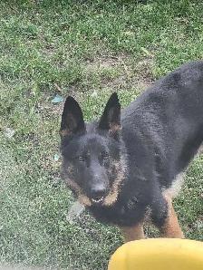 Purebred German Shepherd - Needs A Forever Home - Photo 2
