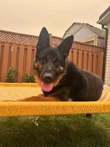 Purebred German Shepherd - Needs A Forever Home - Photo 3