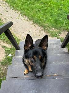 Purebred German Shepherd - Needs A Forever Home - Photo 4