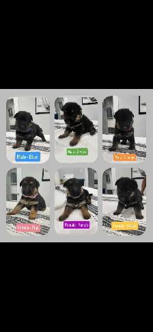 Purebred German Shepherd - Needs A Forever Home - Photo 5