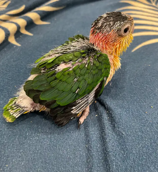 White Belly Caique baby male.