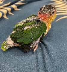 White Belly Caique baby male.
