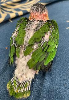 White Belly Caique baby male. - Photo 2