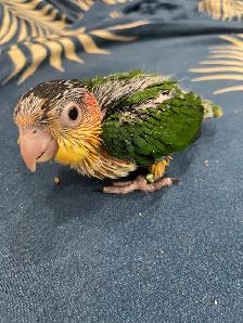 White Belly Caique baby male. - Photo 3