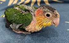 White Belly Caique baby male. - Photo 4