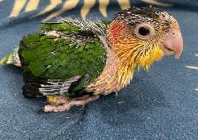 White Belly Caique baby male. - Photo 5