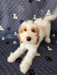 2 Female Mini Poodle Mix - Photo 6