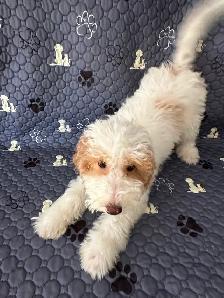 2 Female Mini Poodle Mix - Photo 7