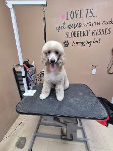 2 Female Mini Poodle Mix - Photo 8