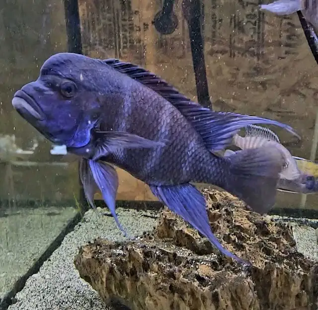 male mpimbwe frontosa 9'