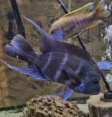 male mpimbwe frontosa 9' - Photo 2