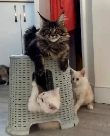 Purebred Maine Coon Kittens – Now Open for Reservation!