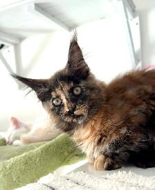 Purebred Maine Coon Kittens – Now Open for Reservation! - Photo 2