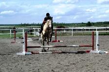 Horse Creek Stables - Boarding North of Cochrane - Photo 3