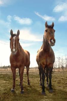 Horse Creek Stables - Boarding North of Cochrane - Photo 4